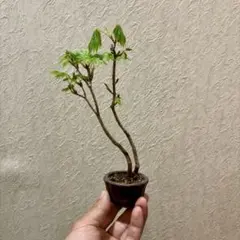 樹高17㎝　ハウチワカエデ　小品　盆栽　真柏　黒松　五葉松　桜　薔薇　オリーブ 樹高17㎝ ハウチワカエデ 小品 盆栽 真柏 黒松 五葉松 桜 薔薇