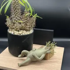グラキリスの休日【だらーん】塊根植物フィギュア コーデックス 3Dプリント