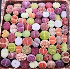 ✴*︎様 リトープス 多色コレクション20苗 1年の苗0.5-1.2cm