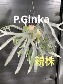 P.Patra garden #1 【中株】パトラガーデン ビカクシダ - メルカリ