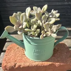 norichan様 リクエスト 3点 まとめ商品