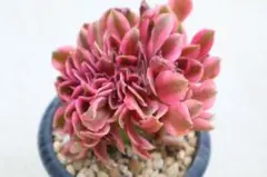 コーニッシュトリビュート アエオニウム 抜き苗 多肉植物 - メルカリ