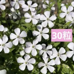 きなこ様 リクエスト 2点 まとめ商品
