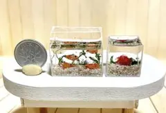 ドールハウス ミニチュア ハンドメイド 水槽 アクアリウム メダカ ベタ
