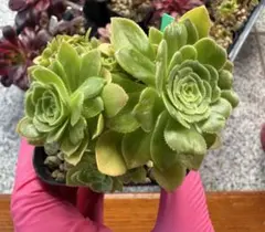 希少‼️アエオニウム　グリーンローズ　綴化 コレクション商品‼️メルカリ便 2026年最新】アエオニウム綴化の人気アイテム - メルカリ