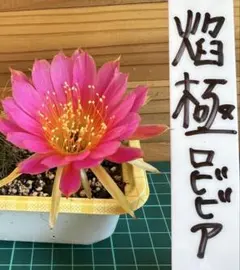コモレビアーバンリバー胞子培養株 タッパごと全部 - メルカリ