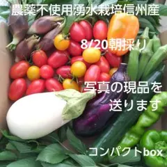 農薬不使用野菜セット トマト 白ナス パプリカ オクラ ミョウガ 詰め合わせ