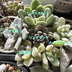 2025年最新】ぼのぼのさん苗の人気アイテム - メルカリ