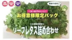 【常連様専用】旧サイズ提供⭐︎リーフレタス詰め合わせ♪