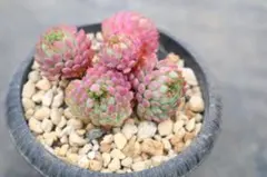 2026年最新】グロブローサの人気アイテム - メルカリ