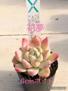 2026年最新】リンゼアナの人気アイテム - メルカリ