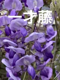 2025年最新】一才藤の人気アイテム - メルカリ