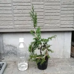 勉*ろ様 [サービスオークション盆栽]真柏 Yahoo!オークション - 【糸魚川真柏】 小品盆栽 捻転 文人 樹高21cm