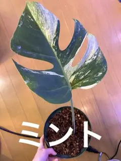 n*a様 特選大株‼️ボルシギアナ&デリシオーサミックスフルミント❣️トップ側‼ 2025年最新】ボルシギアナ ミントの人気アイテム - メルカリ