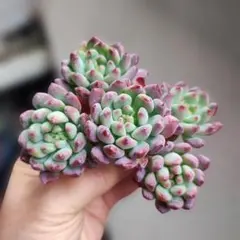 Lear^_−☆リア様 リクエスト 8点 まとめ商品