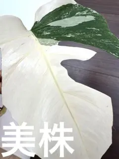 【4鉢セット 】ボルシギアナ ホワイトタイガ 2025年最新】斑入りモンステラ ホワイトタイガーの人気アイテム