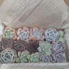 多肉植物カット苗セット　9品種詰め合わせ　寄せ植えに♪　名前付き　匿名発送