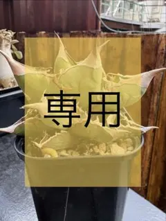 【極上株】アガベ オテロイ 実生 2024年ボタ市購入 室内LEDのサムネイル