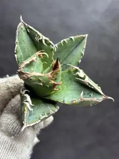 2026年最新】超希少 アガベの人気アイテム - メルカリ