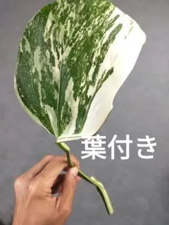 C9】斑入りモンステラ ホワイトタイガー 葉付きカット茎 成長点1つ