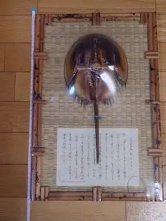 2026年最新】カブトガニ 標本の人気アイテム - メルカリ
