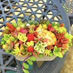 2026年最新】多肉寄せ植えそのまま飾れるの人気アイテム - メルカリ