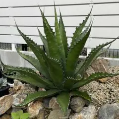 2025年最新】ジェントリージョーズの人気アイテム - メルカリ