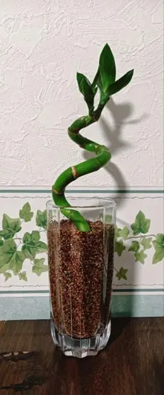 songyuanmayumi964様 リクエスト 2点 まとめ商品