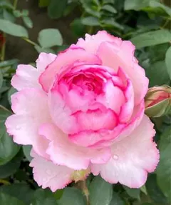 2025年最新】バラ苗 イブの人気アイテム - メルカリ