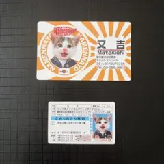 又吉　なめ猫カード　なめ猫ミニ免許証カード
