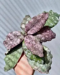新着　超レア　原種　ホヤ　ウンジュラータ　サクララン　鉢花　アリ植物　怪奇植物のサムネイル