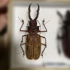 150mm】オオキバウスバカミキリ標本 Macrodontia 昆虫標本 - メルカリ