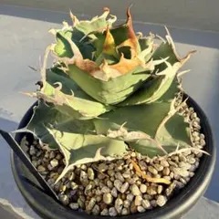 2025年最新】アガベ 棚の人気アイテム - メルカリ