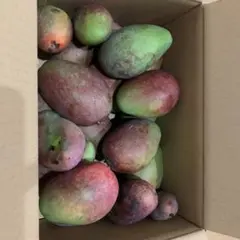 宮崎県産摘果マンゴー3kg大玉 - メルカリ