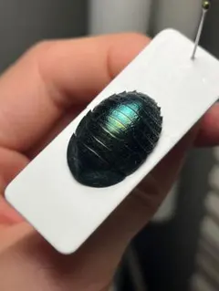 銅】ニジイロゴキブリ 標本エメラルドジュエルローチ ダンゴムシ