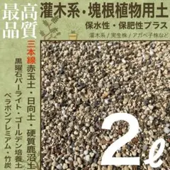【三本線赤玉土使用】灌木系•塊根植物 コーデックス 用土 2㍑　パキプス 実生のサムネイル