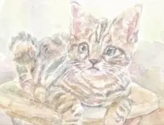 猫 子猫 水彩画 原画 ポストカード