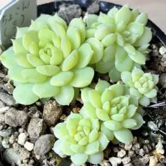 速達　masa様 リクエスト 3点 まとめ商品　速達料金、おまとめ割適用済み