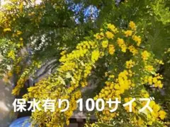 フレッシュミモザ　100サイズ　6