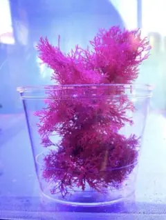 2025年最新】リフジウム水槽の人気アイテム - メルカリ