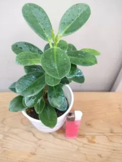 音藍様 リクエスト 2点 まとめ商品