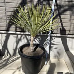 2025年最新】ロストラータ ユッカの人気アイテム - メルカリ