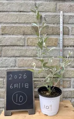 レモンリーフの種×20個（サラールベリー、種子、コノハムシやナナフシ
