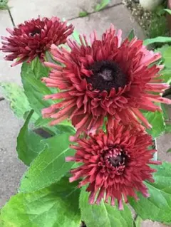 ぴょこたん様 リクエスト 2点 まとめ商品