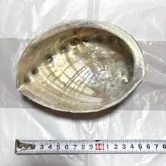 ［天然あわびの貝殻］虹色の光沢の貝殻 横15cm 横11cmのサムネイル