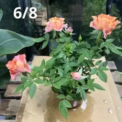 訳あり】ミニバラ♡レモンイエロー♡3号♡ポットごと宅急便コンパクト