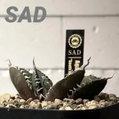 アガベ　SAD ☆低重心☆超強棘美株☆タグ付き☆抜き苗 アガベsad | STORES