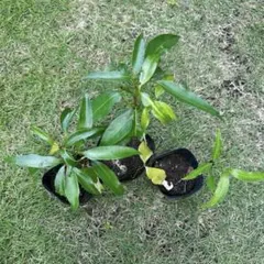クール便台湾から直輸入 高級 生ライチ 玉荷包(ぎょっかほう）約1kg