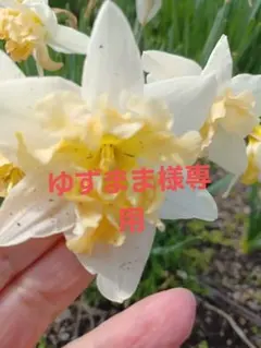 サボテン　小春日和　姫春星　斑入り　4号 サボテン 小春日和 姫春星 斑入り 4号 - メルカリ