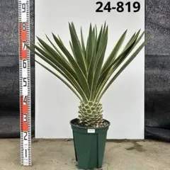 ユッカ ロストラータ【24-811】超美形 シルバーブルー - メルカリ